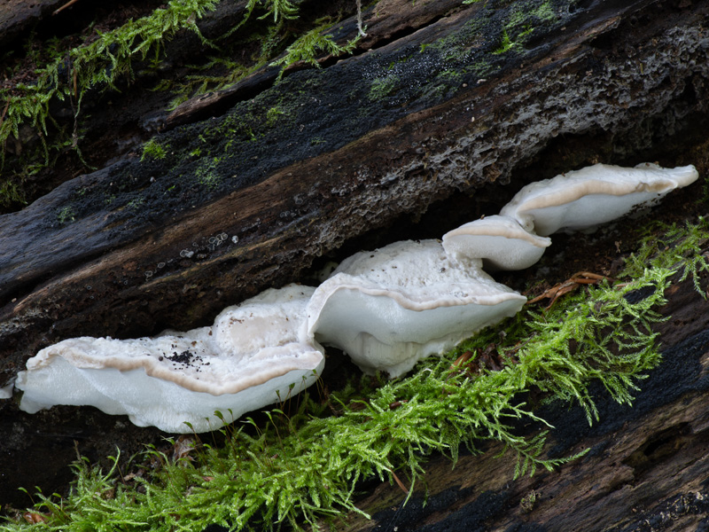 Oligoporus tephroleucus